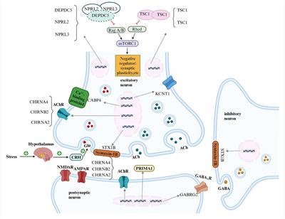 Pathogenic genes implicated in sleep-related hypermotor epilepsy: a research progress update